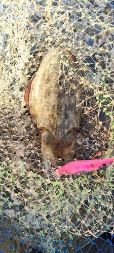 コウイカの釣果