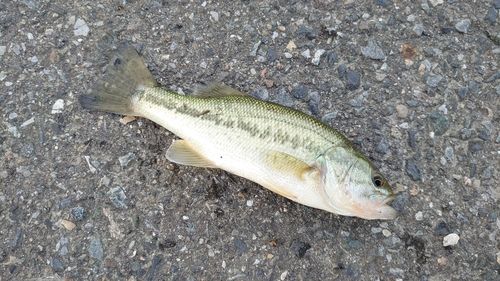 ラージマウスバスの釣果