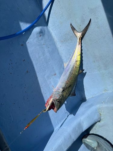 サゴシの釣果