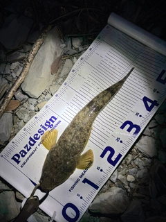 コチの釣果
