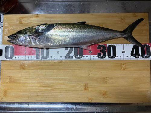 サゴシの釣果