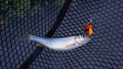 カワムツの釣果