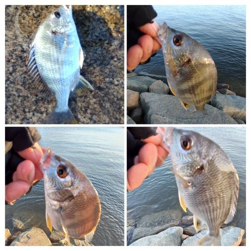 キビレの釣果