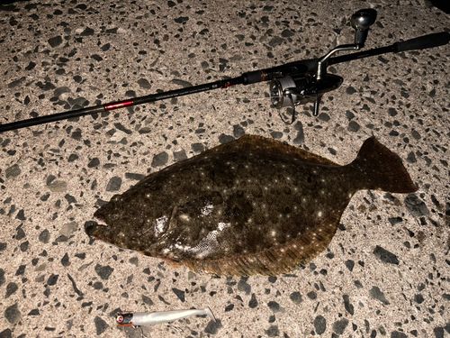 ヒラメの釣果