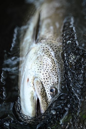 イトウの釣果