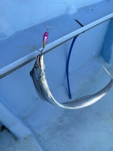 タチウオの釣果