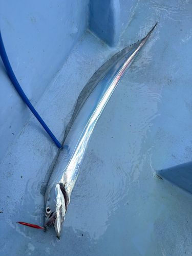 タチウオの釣果