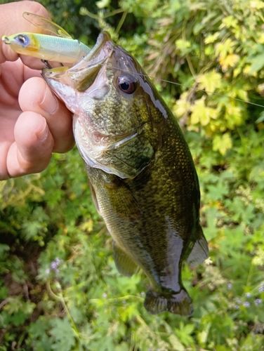 ラージマウスバスの釣果
