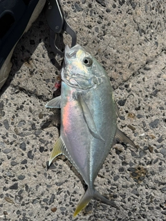 オニヒラアジの釣果