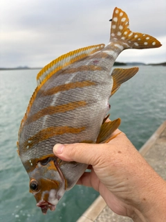 タカノハの釣果