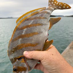 タカノハ