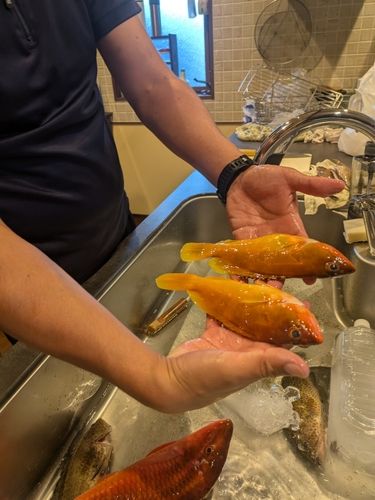 アカハタの釣果