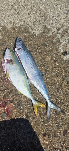 釣果