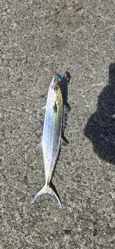 サゴシの釣果