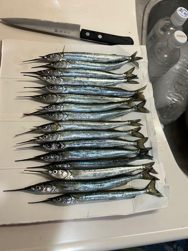 サヨリの釣果