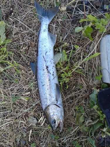 サケの釣果