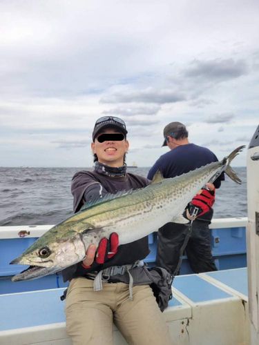 サワラの釣果