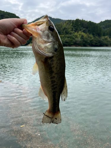 竹山ダム