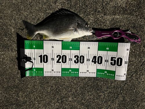 キビレの釣果