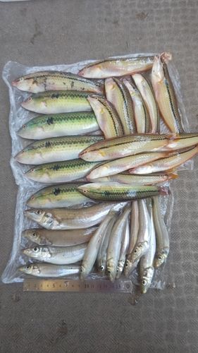 ギザミの釣果