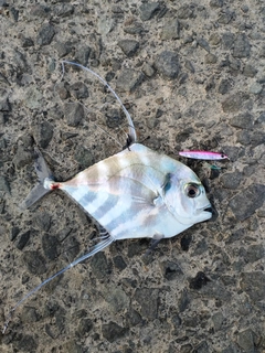 イトヒキアジの釣果