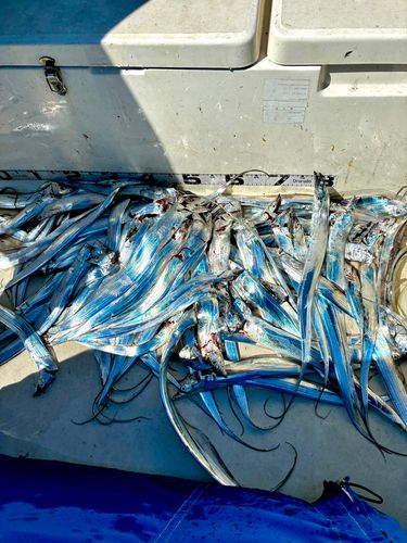 タチウオの釣果