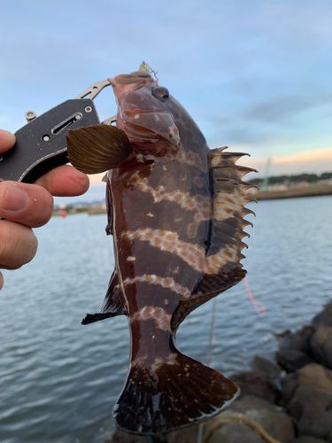 クロソイの釣果