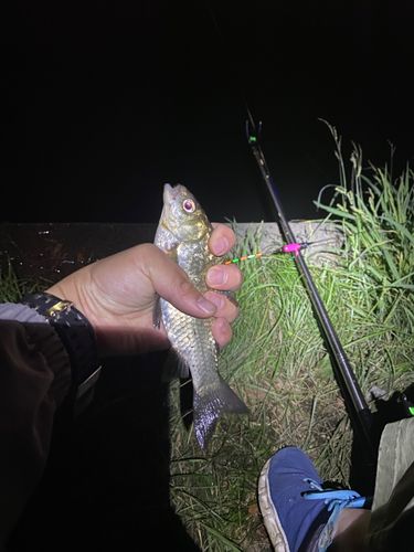 フナの釣果