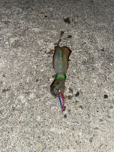 名護漁港