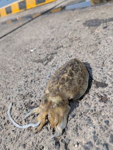 コウイカの釣果