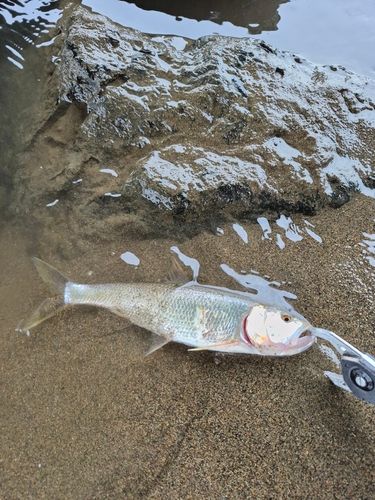 ハスの釣果