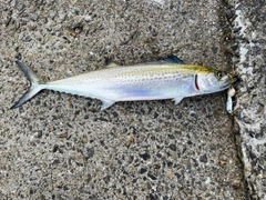 サゴシの釣果