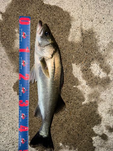 シーバスの釣果