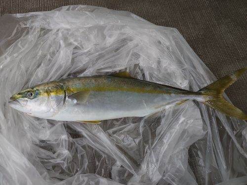 ツバスの釣果