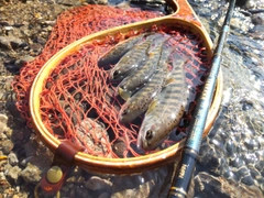 ヤマメの釣果