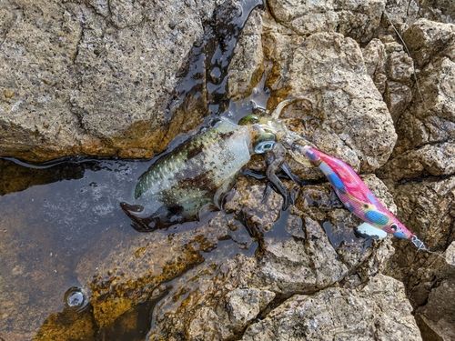 アオリイカの釣果