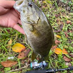 スモールマウスバス