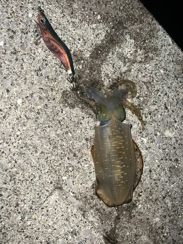 アオリイカの釣果