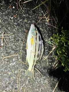 シマイサキの釣果