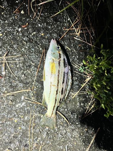 霞沖堤