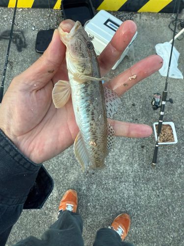 久慈湾