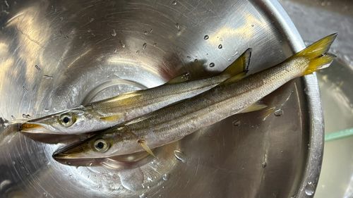 カマスの釣果