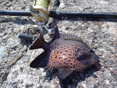 イシガキダイの釣果