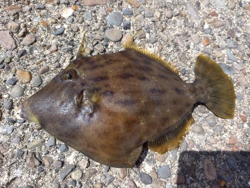 カワハギの釣果