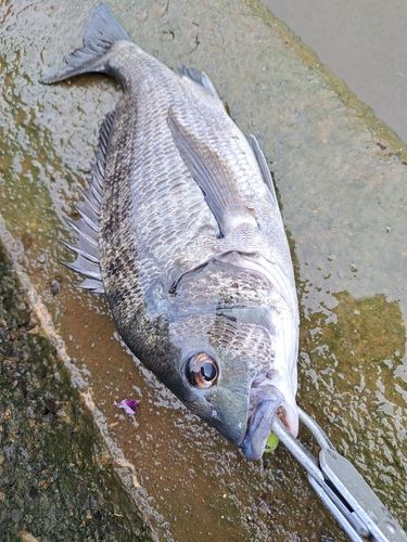 チヌの釣果