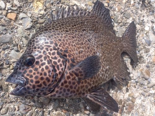 イシガキダイの釣果