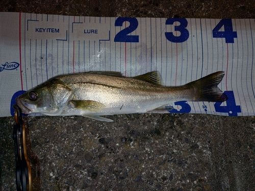 シーバスの釣果