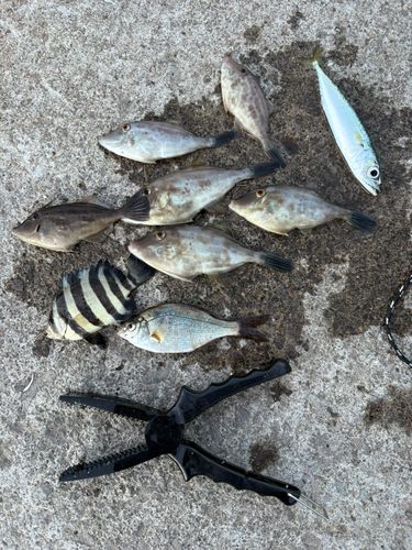 カワハギの釣果