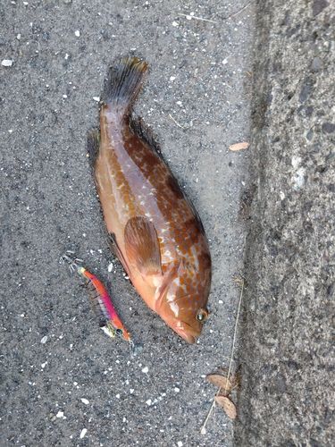 アコウの釣果