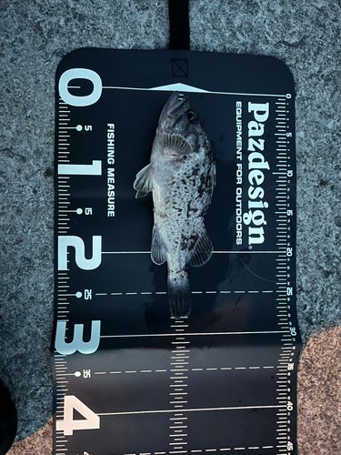 クロソイの釣果